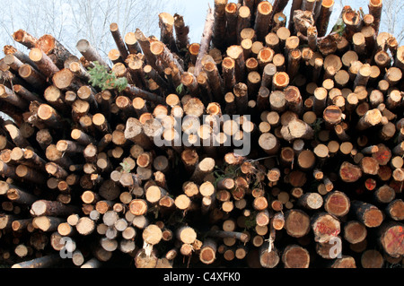 Pile de journaux utilisés dans une chaudière biomasse dans un Darby, Montana l'école. Banque D'Images