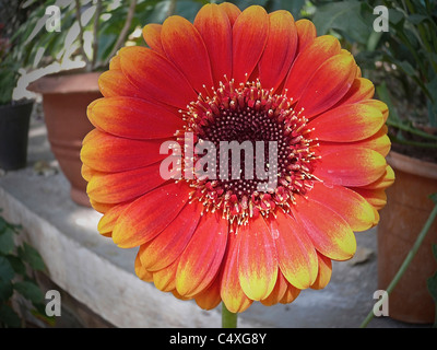 Gerber Daisy Daisy, Transvaal, Barberton, Daisy Daisy Gerbera jamesonii Banque D'Images