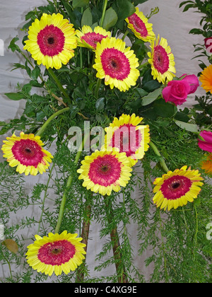 Gerber Daisy Daisy, Transvaal, Barberton, Daisy Daisy Gerbera jamesonii Banque D'Images