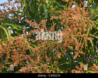 Manguier en fleurs à la mangue fleurs apparaissent au printemps à l'été Banque D'Images