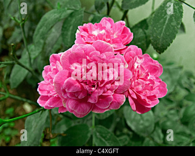 Roses rose, rose Happy Wanderer, Rosa Happy Wanderer, Pune, Maharashtra, Inde Banque D'Images