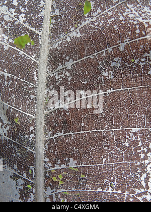 Feuille sèche de l'arbre de teck, Tectona grandis L.F. Banque D'Images