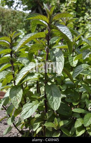 Plante de menthe chocolat Banque D'Images