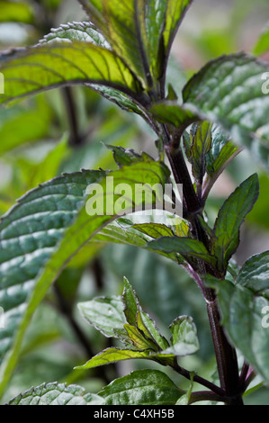 Plante de menthe chocolat Banque D'Images