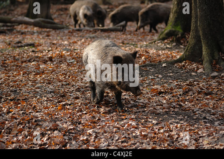 Ein Wildschwein im Wald. Banque D'Images