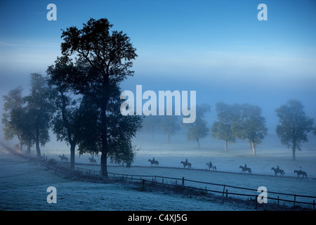 Chevaux de course sur un matin brumeux, ferme, Venn Milborne Port, Somerset, England, UK Banque D'Images