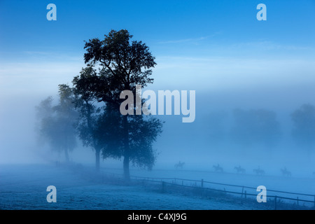 Chevaux de course sur un matin brumeux, ferme, Venn Milborne Port, Somerset, England, UK Banque D'Images