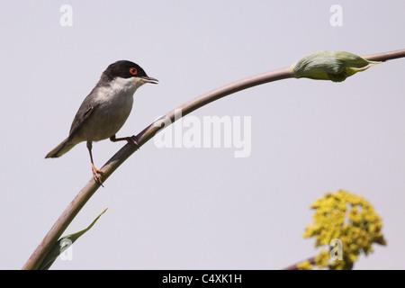 Fauvette sarde, à tête noire (Sylvia melanocephala) Paruline Banque D'Images