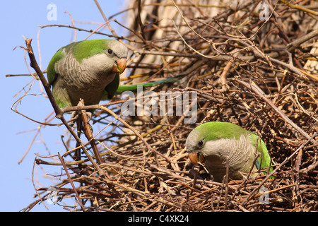 Une population sauvage de perruche moine, également connu sous le nom de la Quaker Parrot, (Myiopsitta monachus) Banque D'Images