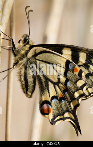 Swallowtail Butterfly (Papillio machaon britannicus). Reposant sur des tiges de roseaux (Phragmites sp.) Comment Hill, rivière Ant, Norfolk Broads. Banque D'Images