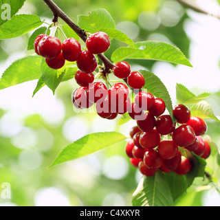 Cherry Tree avec des cerises mûres dans le jardin. Banque D'Images