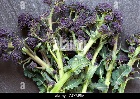 Fraîchement cueilli Purple Sprouting Brocoli, posé sur une surface de travail de l'Ardoise Banque D'Images