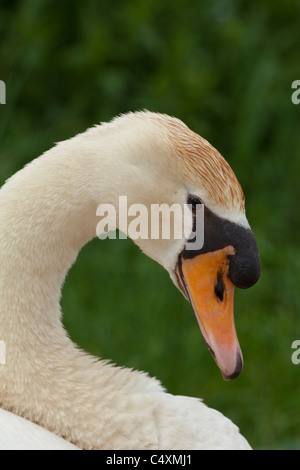 Mute Swan (Cygnus olor). Portrait. Caroncule ou bouton. Le projet de loi ou de bec. La coloration du fer sur le dessus de la tête. Banque D'Images