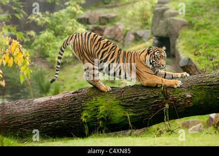 Tigre de Sumatra (Panthera tigris sumatre). Griffes d'affûtage sur tronc d'arbre. Banque D'Images