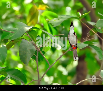 Bulbul moustac-Rouge, perché sur une branche d'arbre, feuilles vertes Banque D'Images