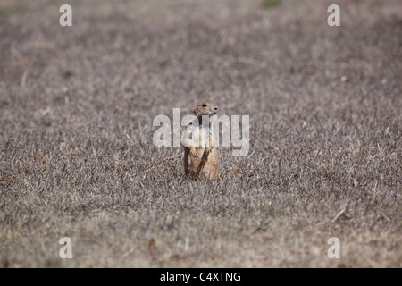 Le chien de prairie se dresse sur ses pattes arrière dans un champ au moment de l'indépendance Creek Nature préserver dans l'ouest du Texas. Banque D'Images