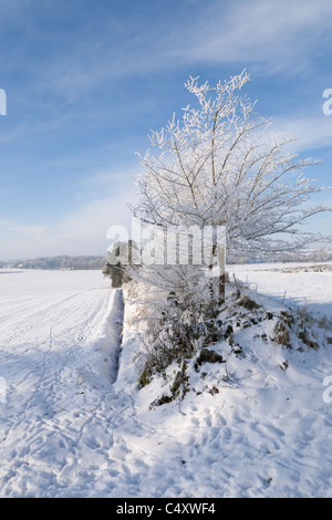 Animaux les pistes dans paysage de neige fraîche Banque D'Images