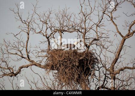 Pygargue à tête blanche adultes protège son nid, remplie de ses petits, pecan tree au début du printemps près de Llano TX Banque D'Images