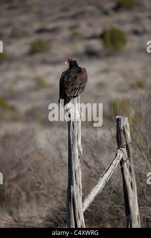 Urubu Cathartes aura perché sur un piquet de clôture sur un ranch dans l'ouest du Texas. Banque D'Images