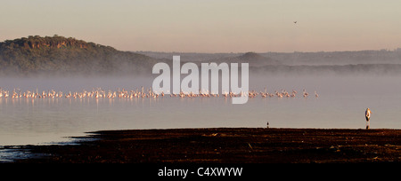 Plus grands et moindres flamants rose dans la brume matinale au lac Nakuru Banque D'Images