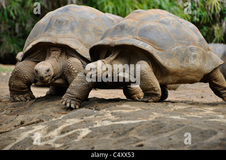 Tortues géantes à la vanille crocodile park à l'Ile Maurice Banque D'Images