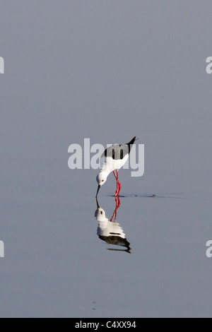 Black winged stilt nourrir le lac Nakuru Banque D'Images