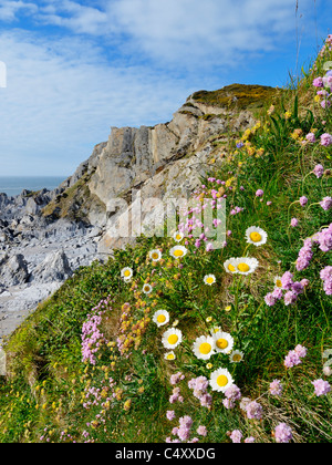 Fleurs printanières sur le sommet de la falaise à Rockham Bay, Mortehoe, Devon, Angleterre. Banque D'Images