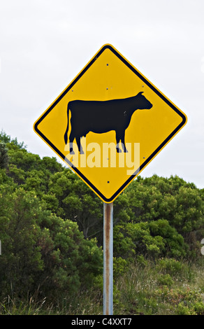 Panneau de circulation jaune Conseiller les automobilistes des bovins ou des vaches en route au Apollo Bay Victoria Australia Banque D'Images