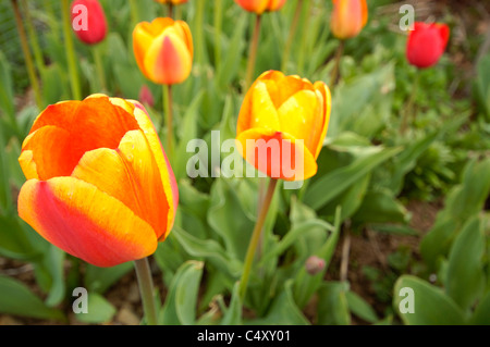 Photo de gros plan mixte rouge et jaune tulipes dans un lit de fleur. Banque D'Images