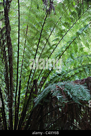 Australian Soft tree fern frondes et les feuilles dans la forêt à pied Maits Rest Victoria Apollo Bay Australie Banque D'Images
