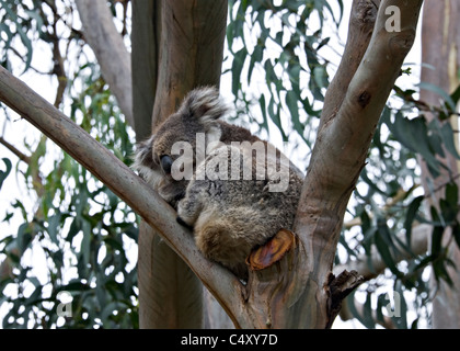 Le Koala se reposant sur un tronc dans un Eucalyptus à Kennett River Great Ocean Road Victoria Australie Banque D'Images