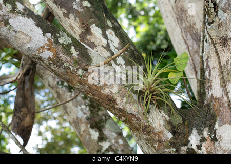 L'usine aérienne sur une branche d'arbre. Banque D'Images
