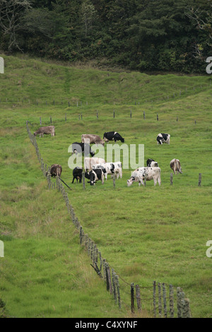 Le pâturage des bovins Holstein à Cerro Punta, Chiriqui, au Panama. Banque D'Images