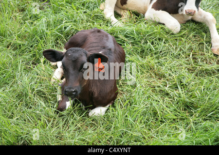 Le pâturage des bovins Holstein à Cerro Punta, Chiriqui, au Panama. Banque D'Images