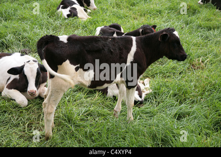 Le pâturage des bovins Holstein à Cerro Punta, Chiriqui, au Panama. Banque D'Images