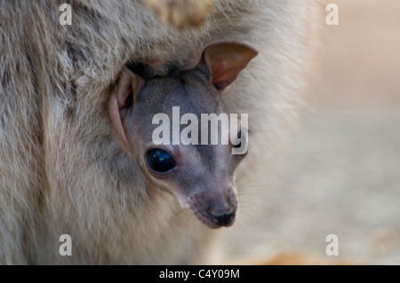 Sans ornement Mareeba rock wallaby (Petrogale inornata) Joey dans le sachet à Granite Gorge, dans le nord du Queensland en Australie Banque D'Images