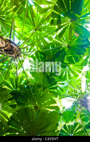 Fan palm (Licuala ramsayi) dans la forêt tropicale de Daintree dans le Nord du Queensland en Australie Banque D'Images