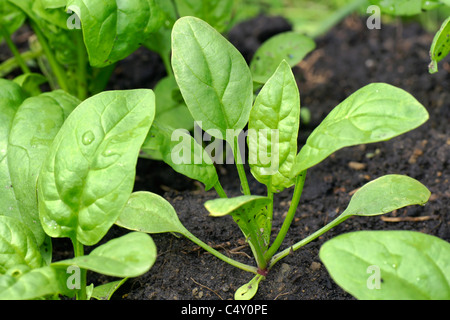 Délicieux et sain bébé épinards biologiques croissent dans le jardin. Banque D'Images