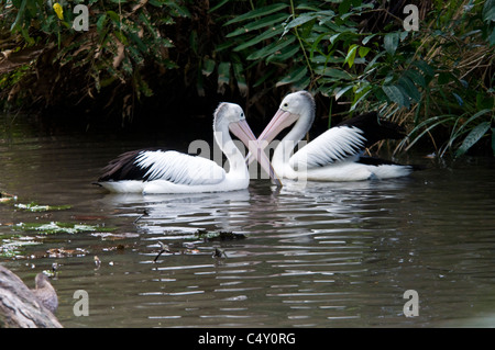 Les pélicans australiens au zoo tropical de Cairns dans le Queensland en Australie Banque D'Images