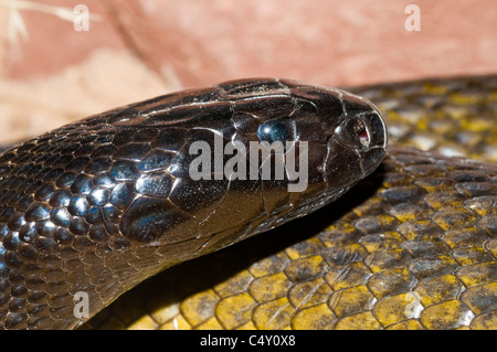 Inland taipan (terre plus venimeux serpent au monde) dans le zoo tropical de Cairns dans le Queensland en Australie Banque D'Images