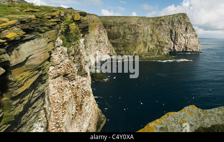 La colonie de Fou de Bassan Noup, à l'île de Noss Nature Reserve, Shetland, Écosse Banque D'Images