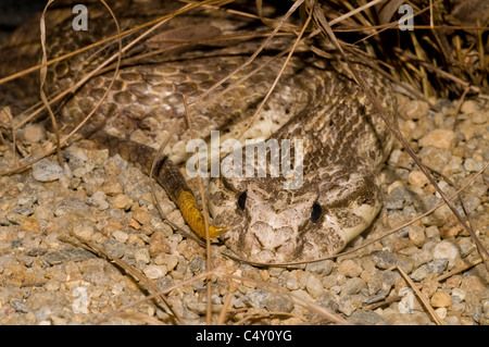 Death Adder commun (Acanthophis antarcticus) dans le zoo tropical de Cairns dans le Queensland en Australie Banque D'Images