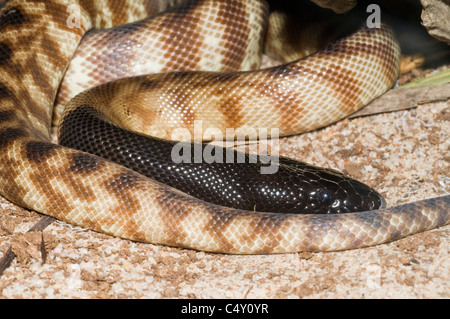 Python à tête noire (Aspidites melanocephalus) dans le zoo tropical de Cairns dans le Queensland en Australie Banque D'Images