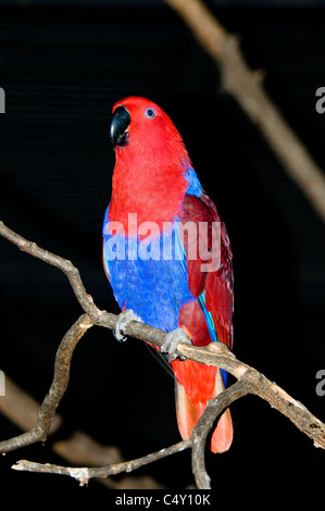 Femelle Eclectus roratus Eclectus parrot () dans le zoo tropical de Cairns dans le Queensland en Australie Banque D'Images