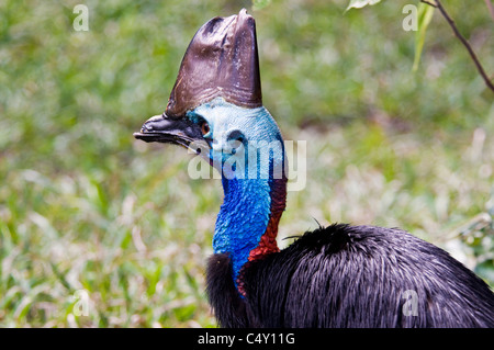 Le sud de Cassowary (IUCN red-classée vulnérable) au zoo tropical de Cairns dans le Queensland en Australie Banque D'Images