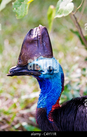 Le sud de Cassowary (IUCN red-classée vulnérable) au zoo tropical de Cairns dans le Queensland en Australie Banque D'Images