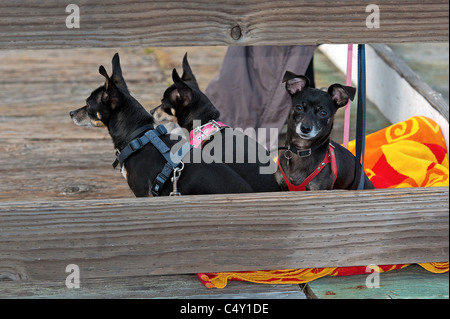 Les trois mousquetaires Chihuahua Banque D'Images