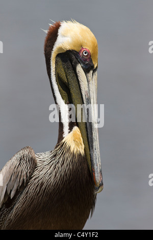 Pélican brun Pelecanus occidentalis,, homme, Everglades City, Floride, USA Banque D'Images
