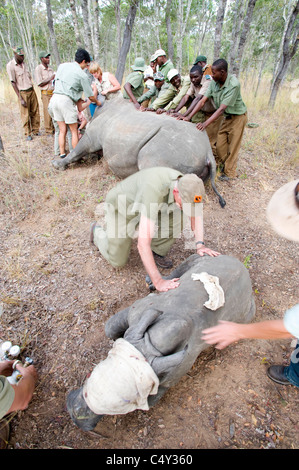 L'écornage vétérinaire rhinocéros blanc au Zimbabwe's Lake Chivero National Park Banque D'Images