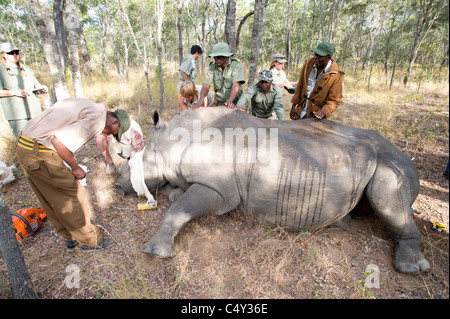 L'écornage vétérinaire rhinocéros blanc au Zimbabwe's Lake Chivero National Park Banque D'Images